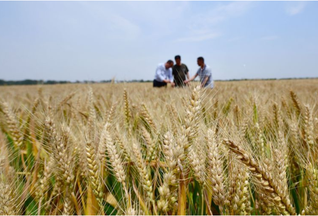 国家统计局：2020年粮食产量66949万吨 比上年增产0.9%