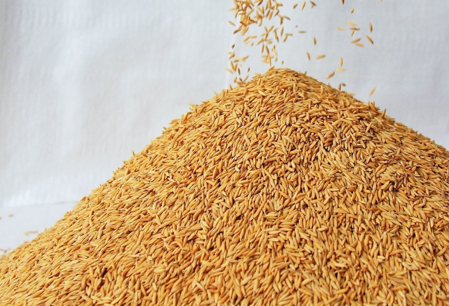 两会聚焦粮食安全 稻米供应或持续改善