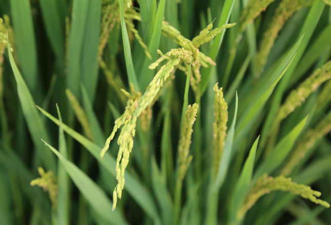 分子设计育种让水稻高产又优质