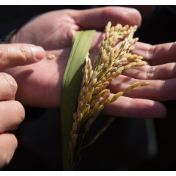 胡春华强调 扎实做好农业种质资源普查 实现打好种业翻身仗良好开局