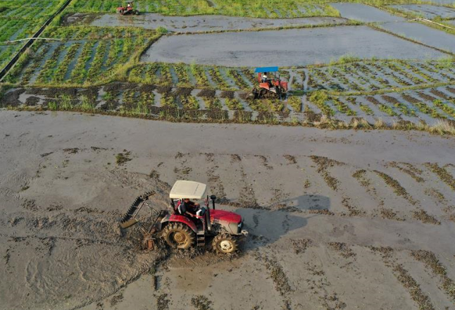郴州：早稻种植比较效益低 农业基础设施短板待补齐
