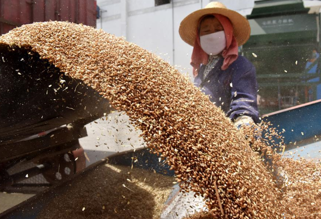 【代表委员风采】赖应辉：粮食安全的守望者