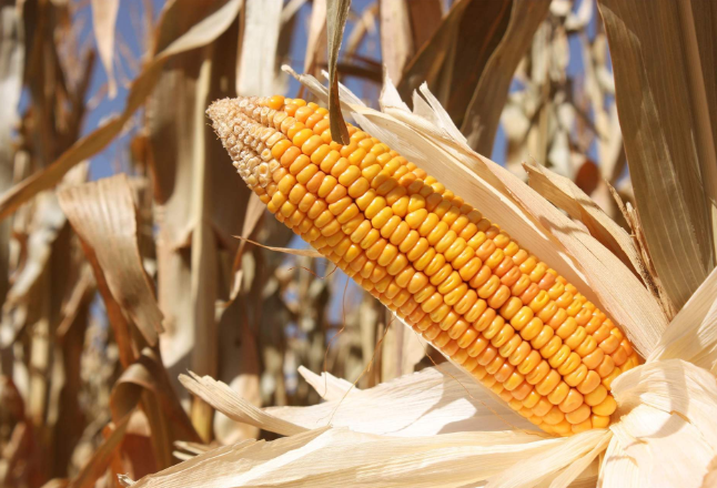 玉米育种快速精准 守住中国粮食安全底线