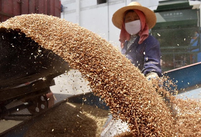 以良法促善治 为粮食安全保驾护航