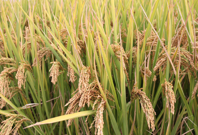 中国杂交水稻已推广至60多个国家和地区