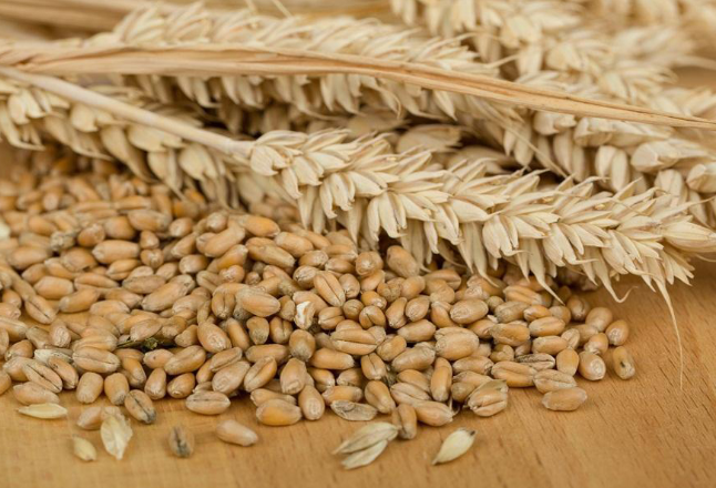 国家粮食和物资储备局：小麦保供稳市的物质基础坚实