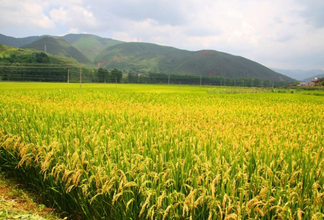 农药减量 湘米飘香 13县（市区）示范水稻病虫害绿色防控