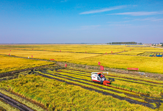 中国农科院报告：2025年中国粮食产量将增至1.38万亿斤 可确保口粮安全