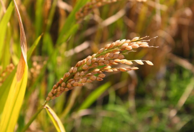 国家发展改革委：坚持稻谷、小麦最低收购价政策框架不动摇 合理调整最低收购价水平