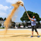 稳定农民种粮收益不能含糊