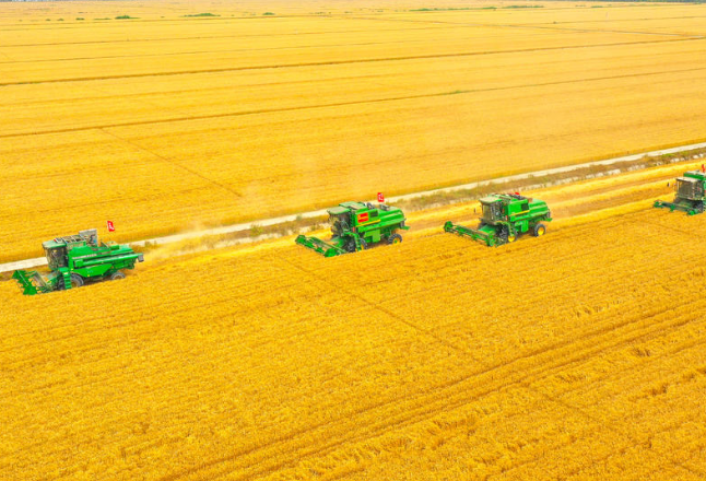 喜讯！3.35亿亩小麦归仓，夏粮再获丰收！