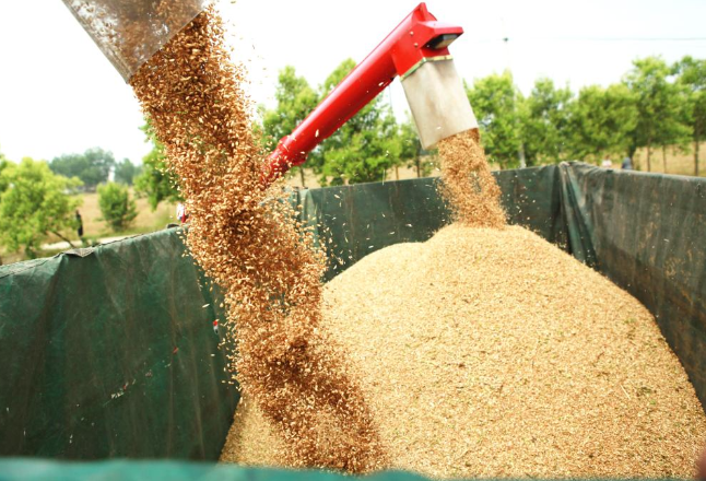 小麦总产量咋测算出来的？