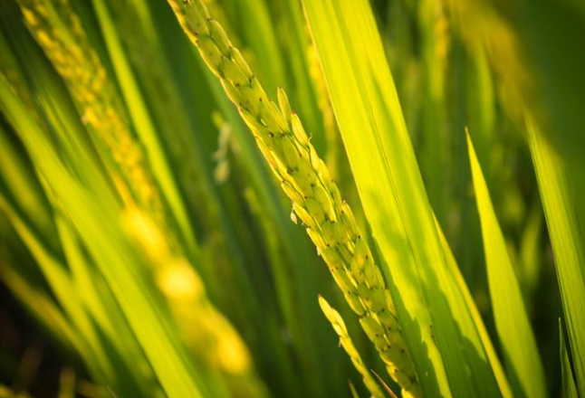 中国科研人员揭示水稻基因组中的“隐藏”变异