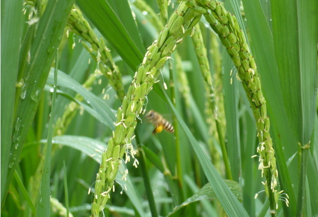 日本团队开发出适应气候变暖水稻