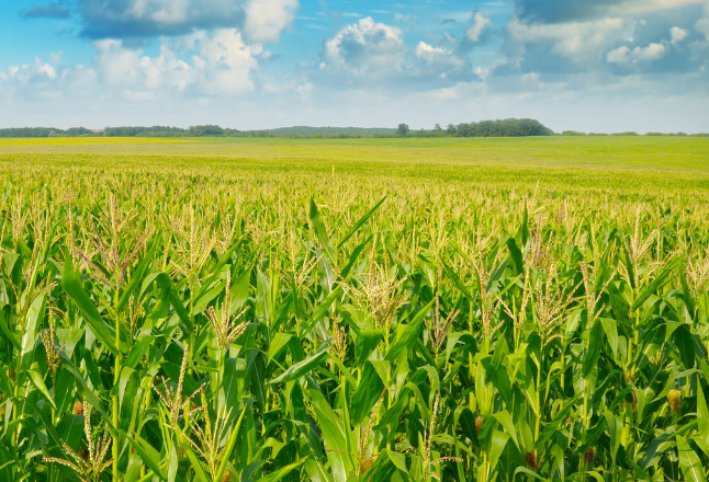 联合国粮农组织报告称 今年谷物产量将创纪录