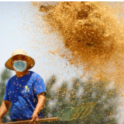 央地加速推进夏粮生产 多举措筑牢粮食安全屏障