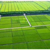 吉林问粮 ——践行习近平经济思想调研记 