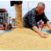 全球多国遭严重“旱灾”！粮食价格大幅上涨！中国饭碗，有保障！