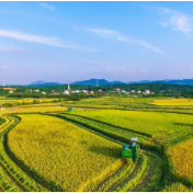 人民日报：牢牢把住粮食安全主动权