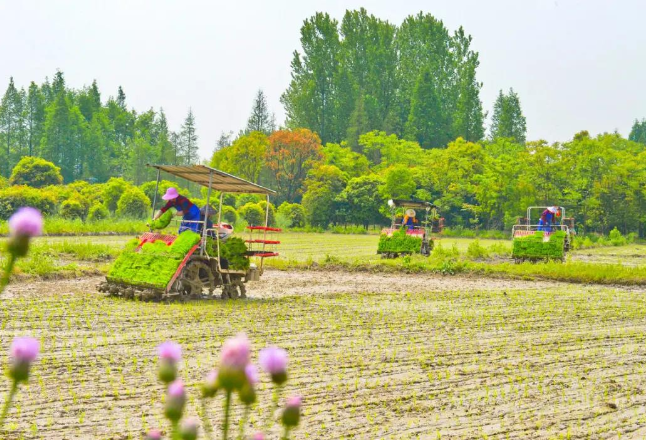 再识中国特色农业现代化路径选择