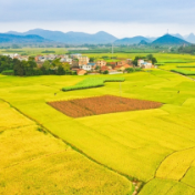 粮食产量连续6年站稳1.3万亿斤台阶 我们把饭碗牢牢端在自己手中