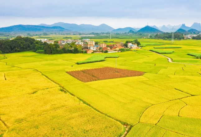 粮食产量连续6年站稳1.3万亿斤台阶 我们把饭碗牢牢端在自己手中