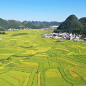 全国政协委员热议粮食生产和安全——坚决扛稳国家粮食安全重任