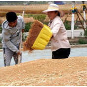 国家发改委：粮食价格不会出现大幅波动