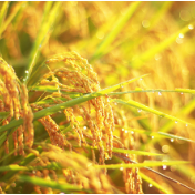 一株水稻的传承——破译湖南稻作文化“密码”