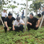 陈冬贵局长赴湘西州调研地方粮油储备和凤凰特色产业县建设工作