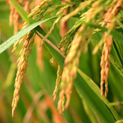 【100秒漫谈斯理】保证粮食安全，这两个字分量有多重？