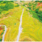 水稻“上山” 云南省稻作科技工作者打破水稻种植禁锢