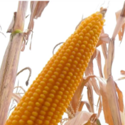 首次大规模种植的优异种质资源“珍珠玉米”获丰收