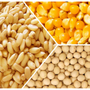 芝加哥农产品期价18日下跌