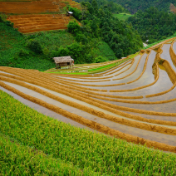 全方位夯实粮食安全根基 把中国饭碗端得更牢