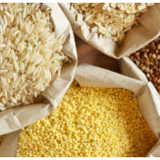 第二届世界粮食论坛在罗马开幕