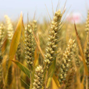 印度政府提高小麦最低收购价