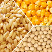 芝加哥农产品期价19日涨跌不一