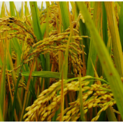 境外媒体：中国加强创新力保粮食安全