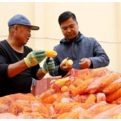 河北：秋粮收购平稳有序