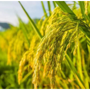 世界经济论坛网站：中国如何在全球粮食危机中保持国内粮食稳定