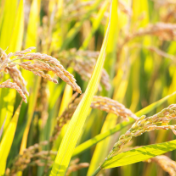 全方位夯实粮食安全根基