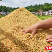 稻谷生产出现“三减” 稻米市场或高位震荡