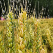 既抗病又高产 我国小麦基因组编辑抗病育种获突破
