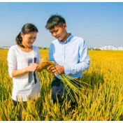 中国粮食安全的百年探索与成就