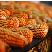 俄乌冲突将波及国际粮食市场
