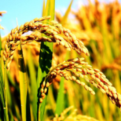 新的一年,粮食丰收!“虎虎生风”!