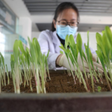 既要高产还要好吃 春耕备耕如何下好种子“先手棋”