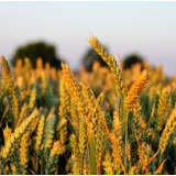 联合国粮农组织：俄乌战事或重创全球粮食安全