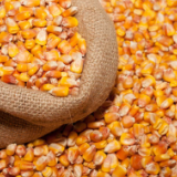 玉米涨价生猪降价 预计三四月猪价触底